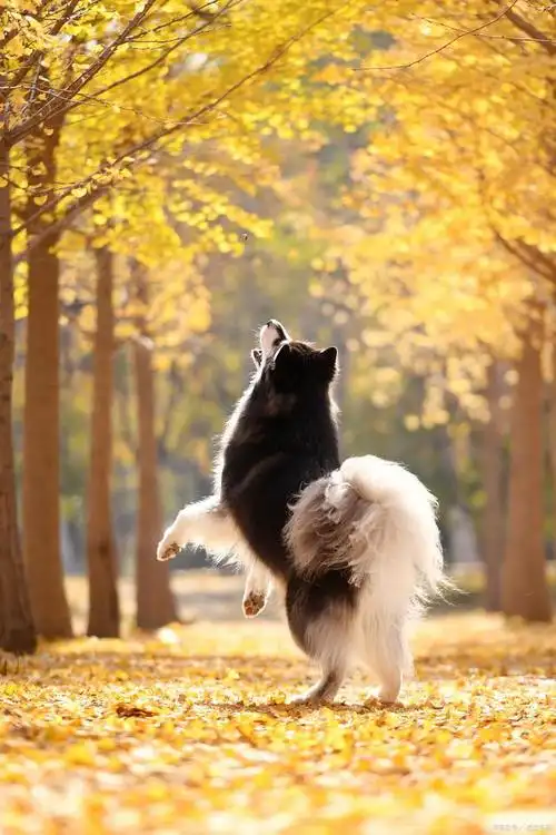 养阿拉斯加,需要知道的技巧和注意事项!