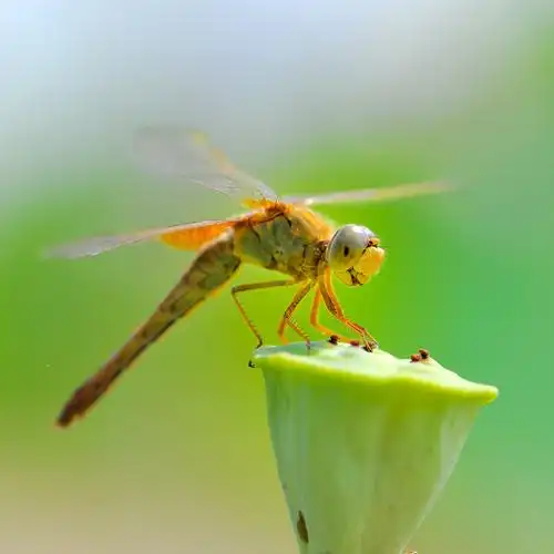 蜻蜓图_生态_poco摄影,蜻蜓,生物