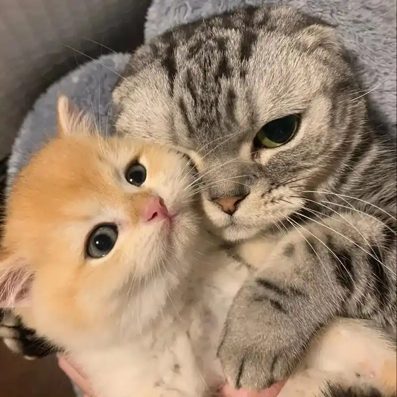 最喜欢你了.#猫咪头像 #情侣头像 - 抖音