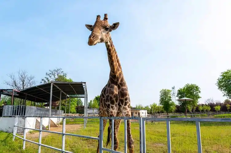 动物园,大熊猫优浜安逸的生活在这,遛娃的好去处_感觉_长颈鹿_东北虎