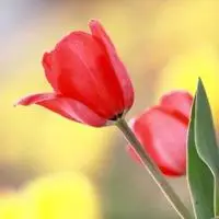 2020带来好运的微信头像花【点击鼠标右键下载】