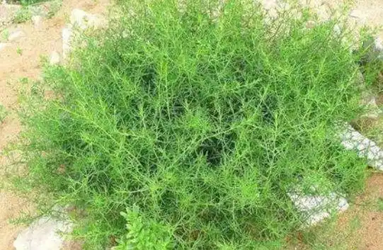 兰州拉面之所以这么好吃,原来是这种草的作用