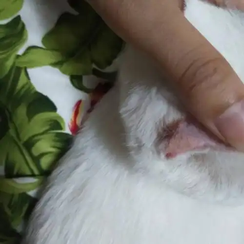 请大家帮我看看我家猫耳朵后面是什么