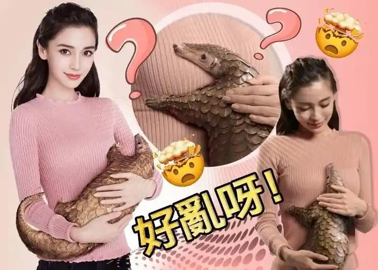 揭秘angelababy的黑历史,angelababy是怎样靠一张脸红遍全球的?