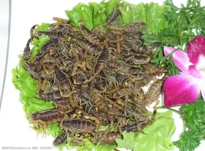 碳烤黑蝎子图片