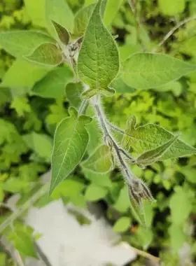 部白英中药材500克野生白英中草药蜀羊泉毛排风藤白毛藤山甜菜白草