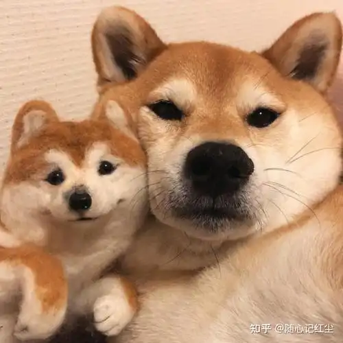 可爱狗狗头像#萌宠 - 知乎
