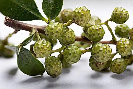 青花椒图片_青花椒图片大全_青花椒图片素材