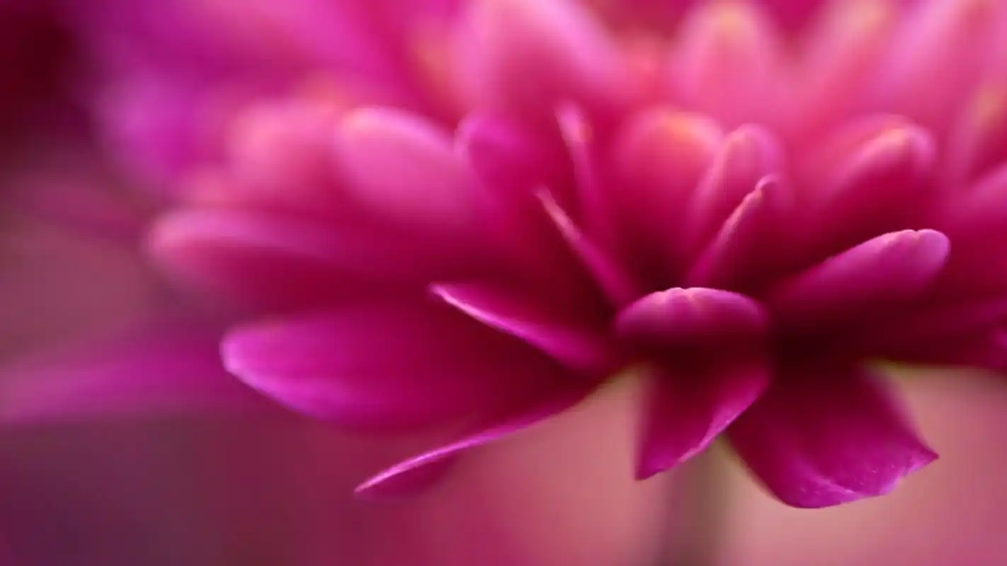 简约花卉唯美特写高清桌面壁纸