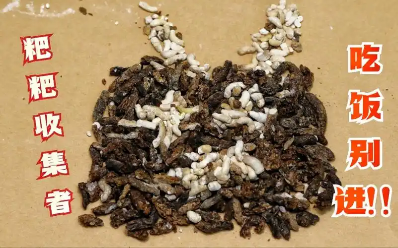 【守宫屎云】一百只守宫一个月的排便