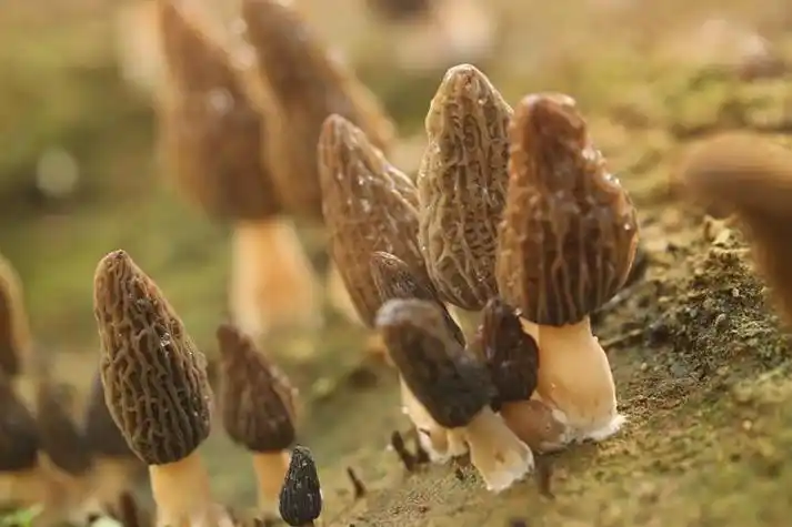 众拍丨抢鲜上市日照羊肚菌撑起乡村振兴致富伞