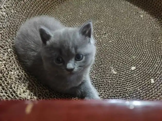 桂林英短蓝猫出售价格600,宠物店物色了好多家都是2500 ,所以我自家猫