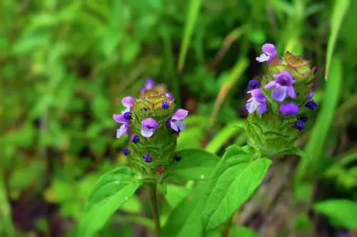 夏枯草提取物的药理研究