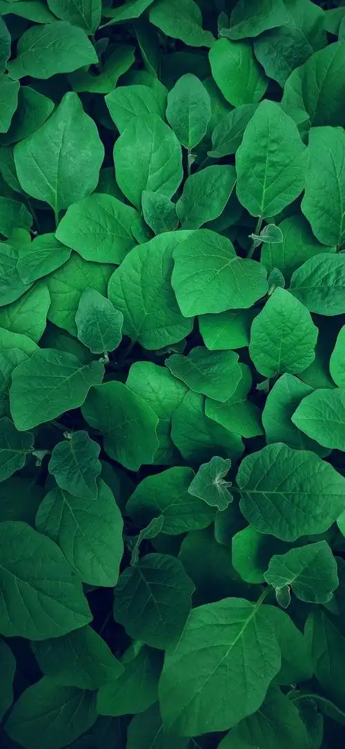 658_1426竖版 竖屏