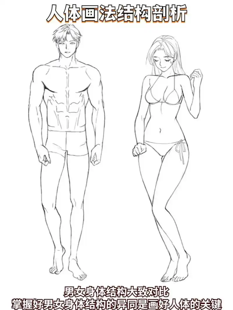 男女人体结构对比