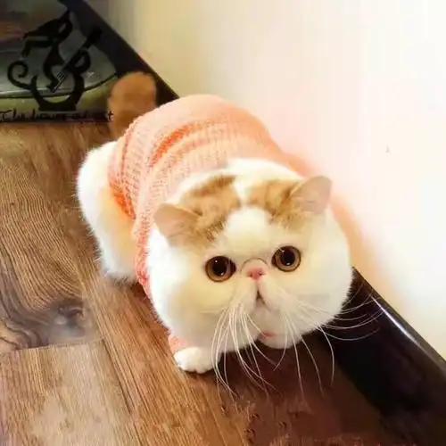 纯种加菲猫幼崽大脸波斯猫活体异国短毛猫咪活物可爱包子脸宠物猫