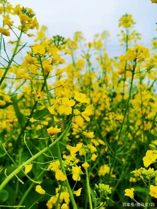 春天的气息家门口美丽的景色