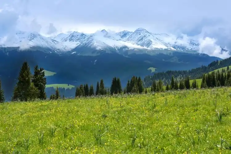 新疆是个好地方(3): 高山草甸,峡谷深林,鲜花盛开的喀拉峻大草原