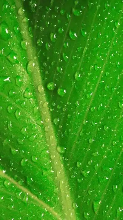 欧美 复古 壁纸 皮肤 头像