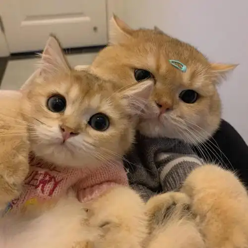 情头猫咪