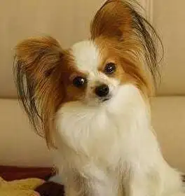 蝴蝶犬回农村一趟怀孕了,主人还以为是土狗干的,生出来一看傻了_狗狗