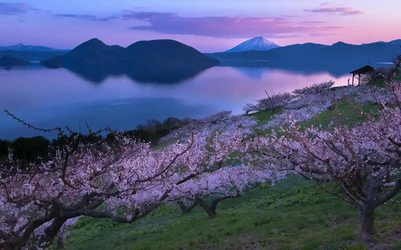 首页 桌面壁纸 风景壁纸 精选日本富士山和湖畔的樱花树电脑壁纸下载