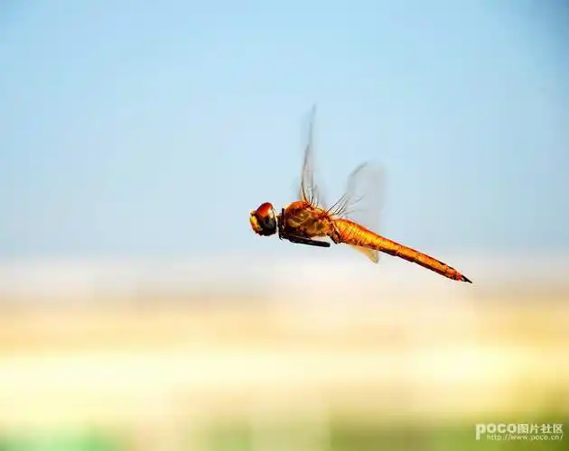 天空中飞翔的蜻蜓( 8张 )