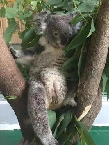 考拉大部分时间都在树上活动睡觉,也许你会觉得,开口向下的育儿袋似乎