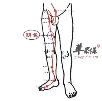 阴包穴位位置图_阴包穴的功效与作用_按摩手法_苹果绿