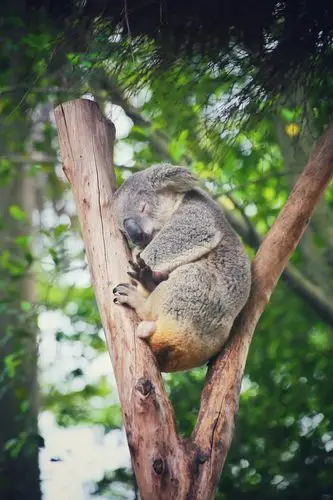 区由金蛇秘境,侏罗纪森林,百虎山,动物幼儿园,考拉园,长隆大熊猫中心