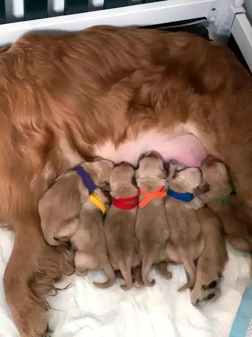 记录给自家怀孕金毛狗接生 生产过程～(上) 现在小狗狗们已经60天了