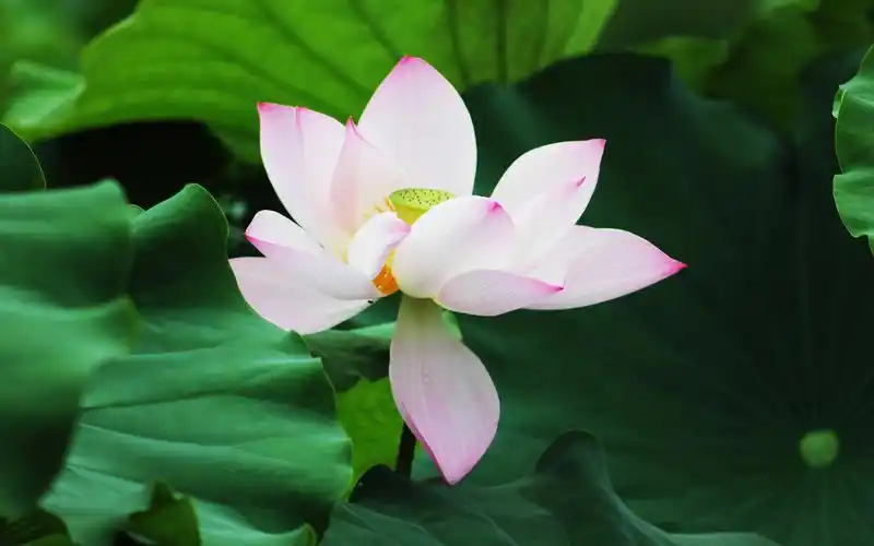 好看的荷花植物图片壁纸,护眼又清新,喜欢就赶紧下载吧!