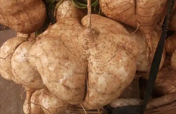 地瓜的简介及图片大全