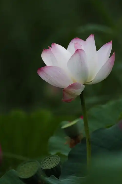 莲花代表清静的境界,只要我们一念清净,心中的莲花就开了.