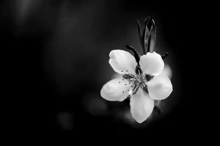 黑白桃花-小品-春回大地,不断更新