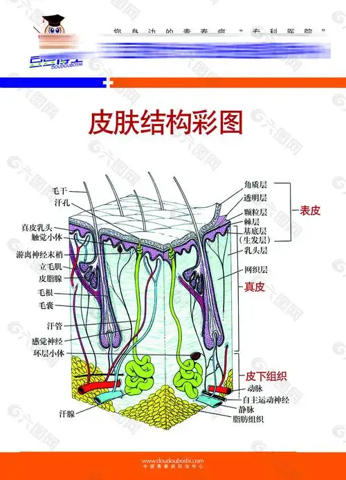美容院皮肤组织结构图psd素材