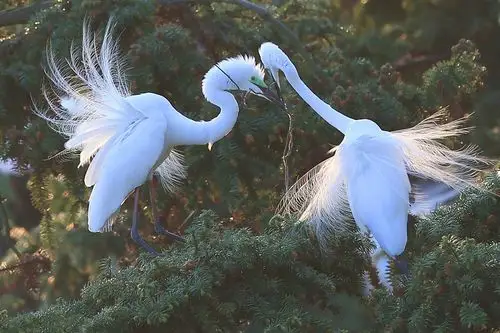高贵大气的白鹭