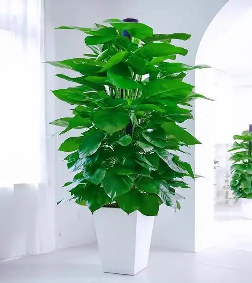 顺丰包邮一件代发大叶绿萝柱办公室,客厅开业盆栽大型植物