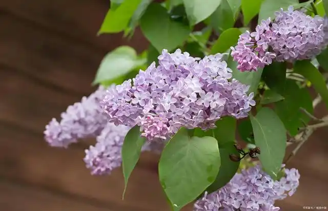 丁香花开花时间在每年的5-6月份,依据丁香花品种不一样,开花期也有所