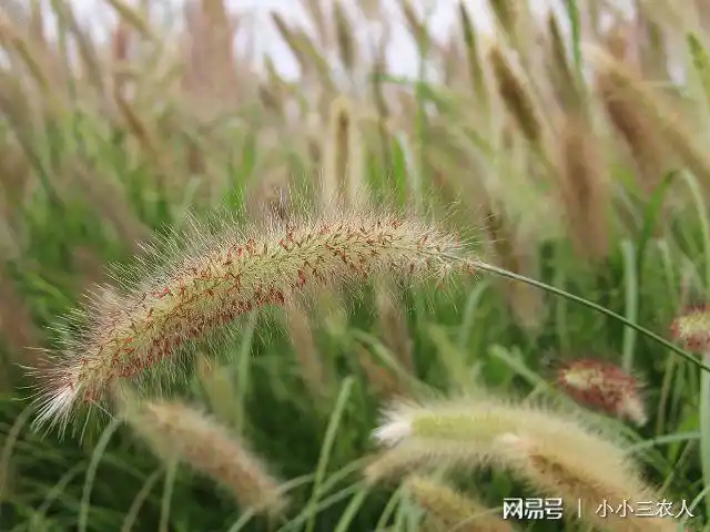蓄水池旁边就长了很多野草,各种各样都有,有艾草,灯笼草,还有茅刺草