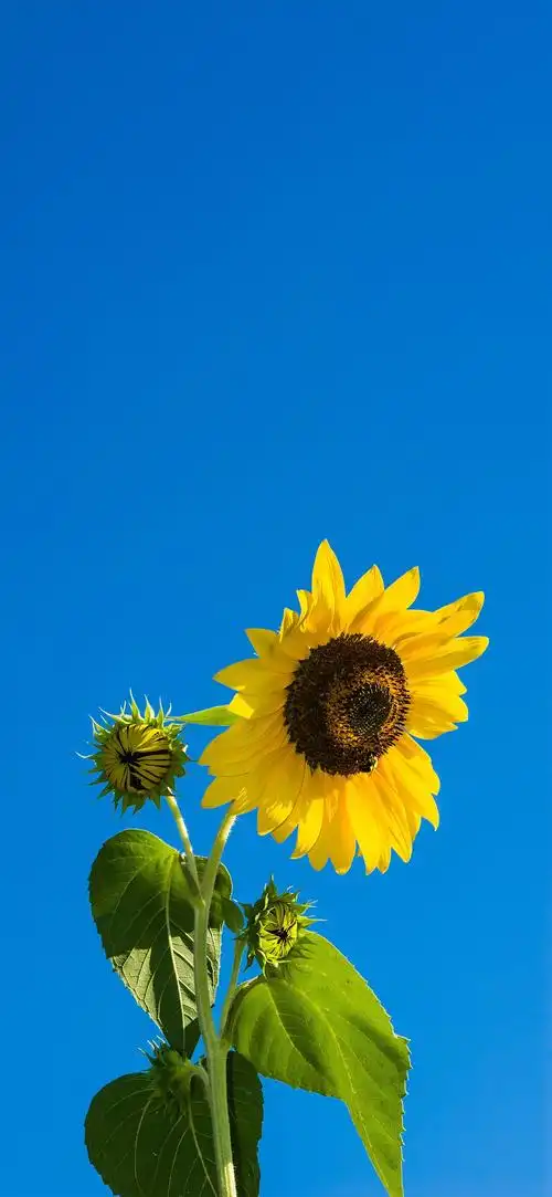 有没有都是向日葵的壁纸呢,让人看了心情超好的?