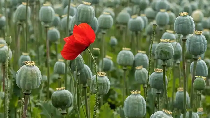 鸦片,烟锅,罂粟花