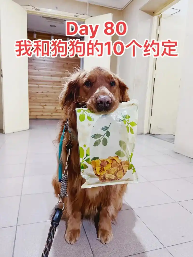 day 80 我和狗狗的10个约定 主人,你有你的工作,生活 - 抖音