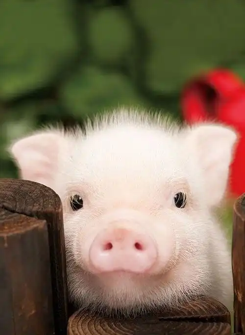 生肖猪属猪人大吉71年的猪笑了快进来看