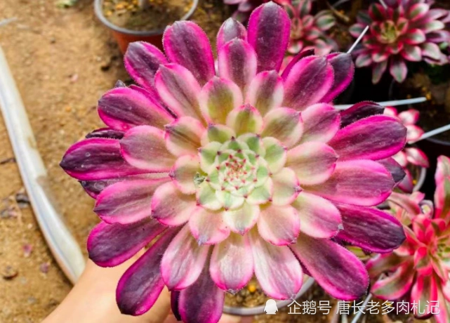 仙墨法师,比水墨画法师更仙更美的多肉,看到它我又开始心动了!