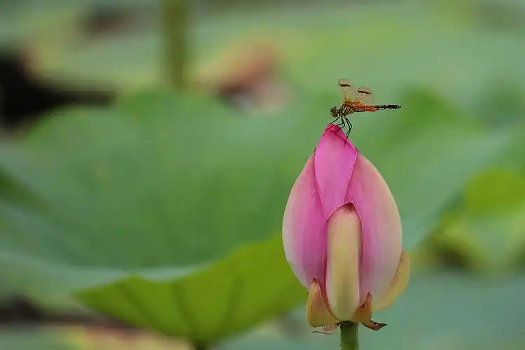 其它 蜻蜓立荷上 写美篇当下已进入仲夏时节,荷花开满池塘,蜻蜓依然