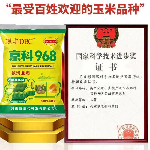咯咚京科968玉米种子矮大棒大田杂交玉米种子基地高产大穗抗病国审玉