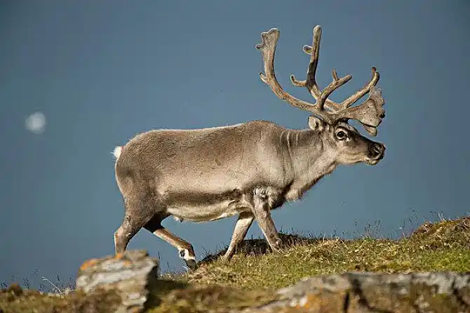 北美驯鹿图片_全景网