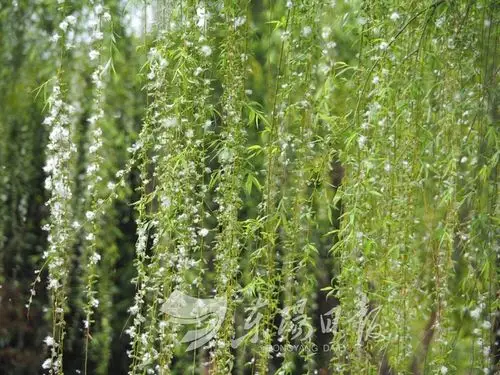 柳絮纷飞宛如"四月飘雪" 美腻了