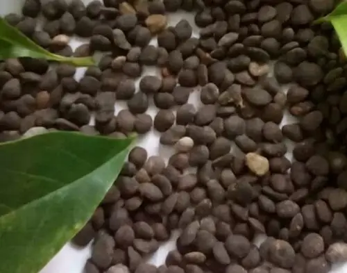 供应2015最新优质特价 紫玉兰种子兵刚园林